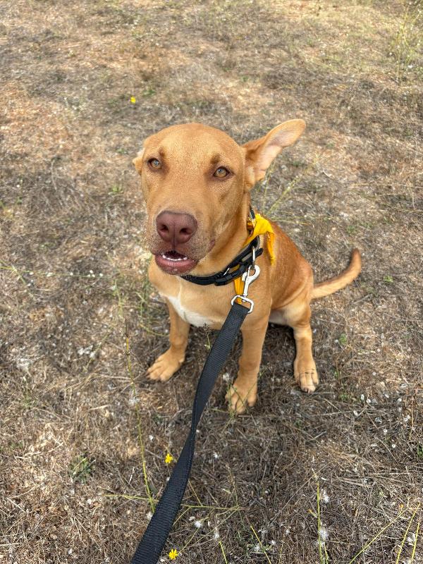 Beep, cucciolone mix pitbull 7 mesi Foto 3